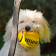 Illustration for article titled Shooting Challenge Pets Gallery 3
